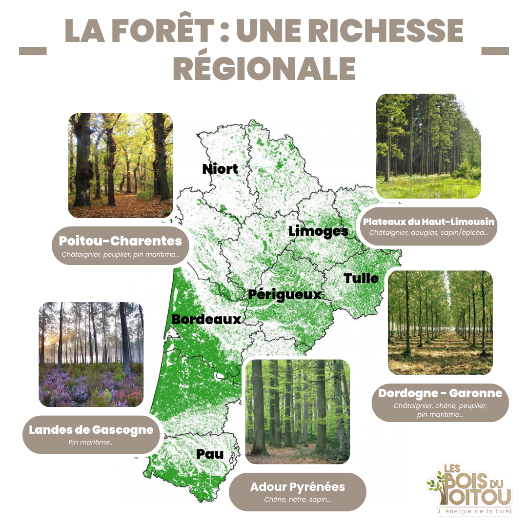 La forêt : une richesse régionale