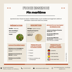 fiche, essence, pin maritime - Les Bois du Poitou