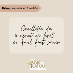 cueillette, muguet, réglementation - Les Bois du Poitou